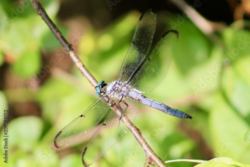 Perfect Dragonfly in Nature