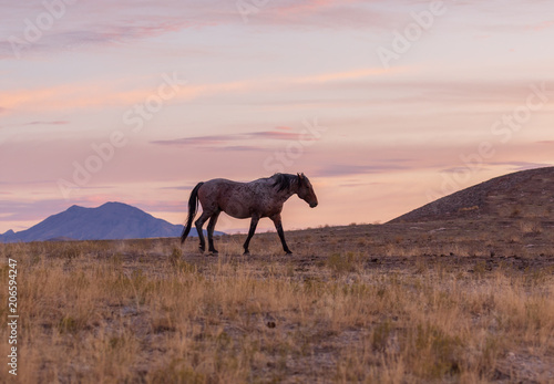 Wild Horse in a Desert Sunset © natureguy