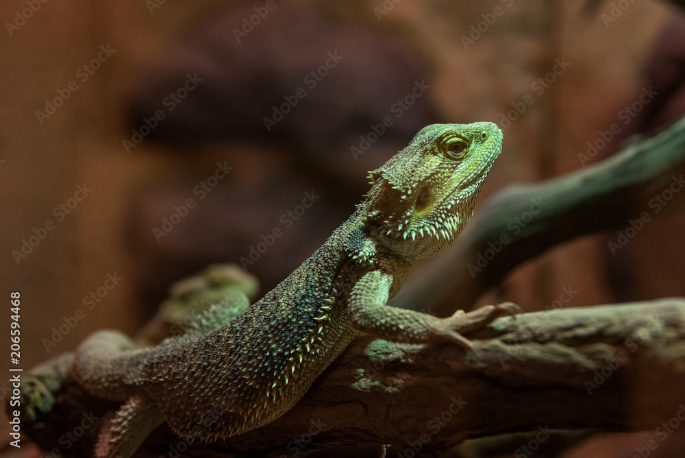 Pogona vitticeps, the central bearded dragon Pogona vitticeps, the central bearded dragon