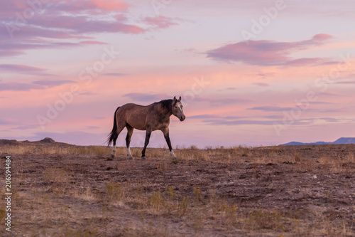 Wild Horse in a Desert Sunset