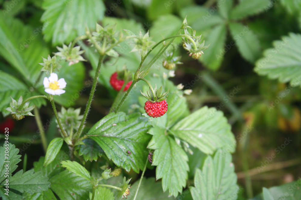 Wild strawberry plant with flowers and fruit in the forest Wild strawberry plant with flowers and fruit in the forest