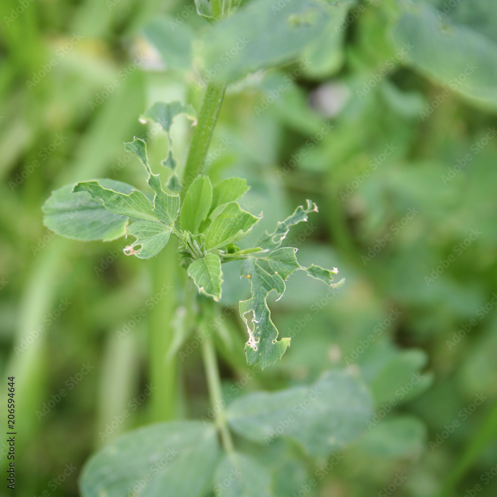 Alfalfa plant eaten by insect in the field. Medicago sativa. Alfalfa plant eaten by insect in the field. Medicago sativa.