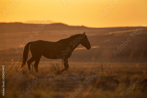 Wild Horse in a Desert Sunset