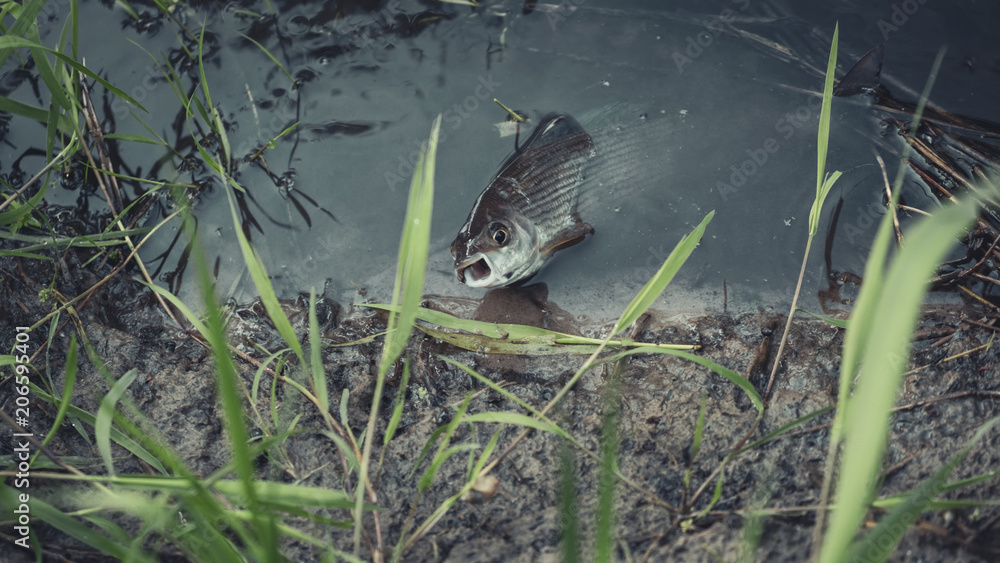Grayling is caught on a fly. Fly fishing. Grayling is caught on a fly. Fly fishing.