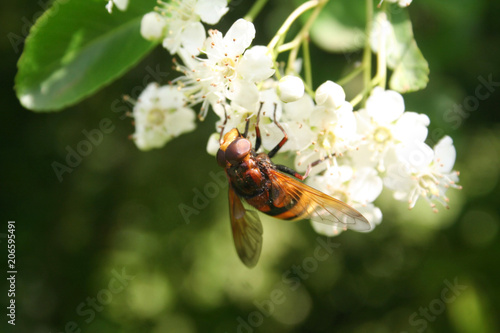 Yellow and Black Asian Hornet on a white flower in the garden