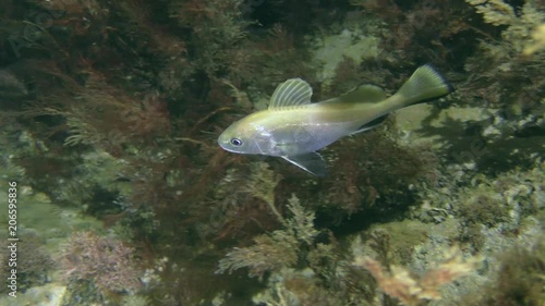 Brown meagre or corb (Sciaena umbra) swims among the brown algae, then leaves the frame. photo