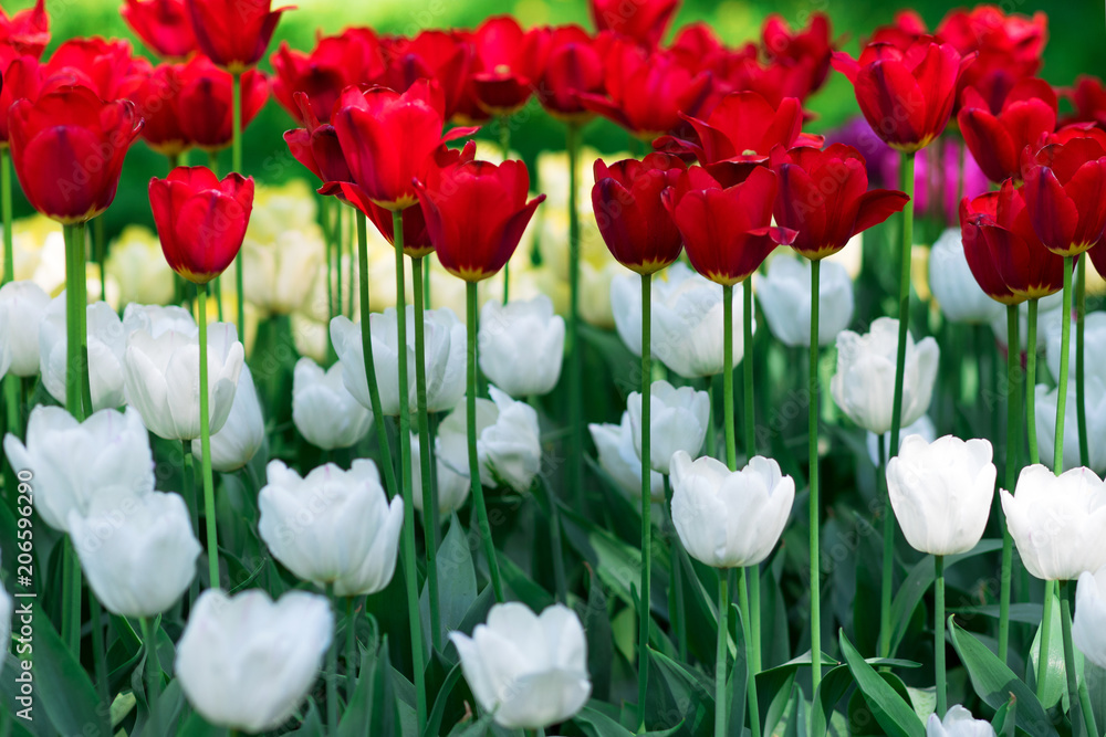 Tulips. Flower bed or garden with different varieties of tulips. 