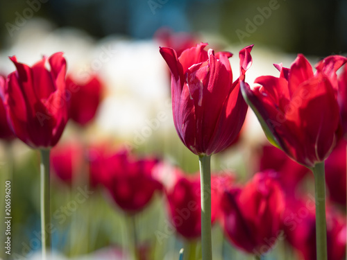 Bright red Tulips. Flower bed or garden with different varieties of tulips. 