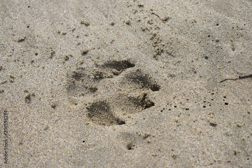 Empreinte chien.