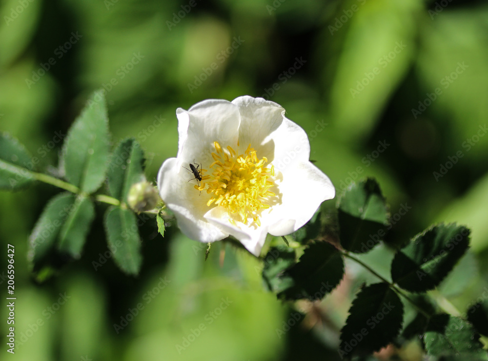 Obraz premium sage leaved rock rose or salvia cistus (Cistus salviifolius)
