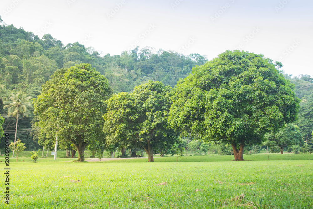 Grass with tree on the background of the mountain