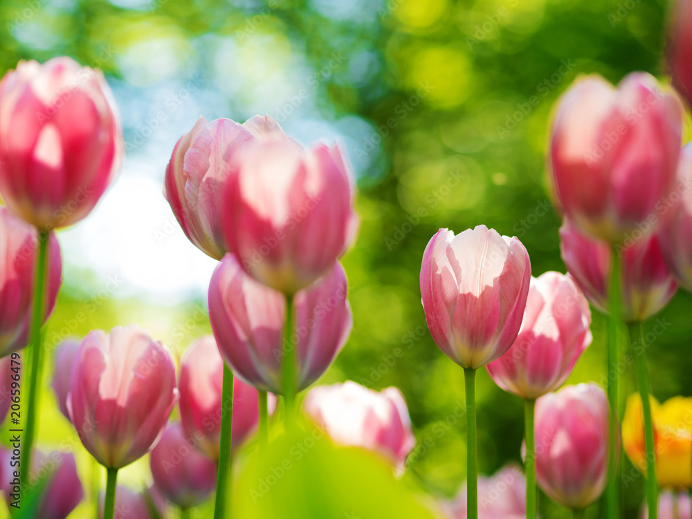 Fototapeta premium Pink Tulips. Flower bed or garden with different varieties of tulips. 