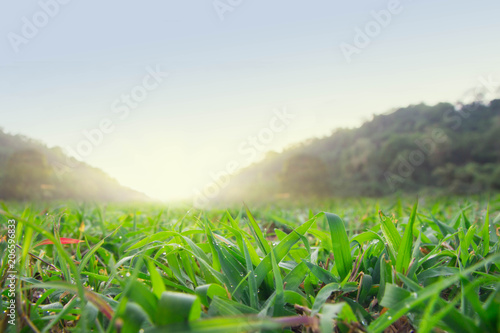 Grass with dew on the background of the mountain