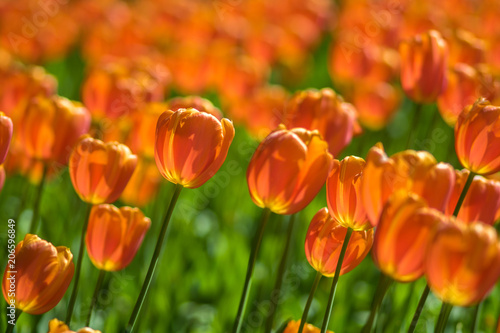 Tulips. Flower bed or garden with different varieties of tulips. 