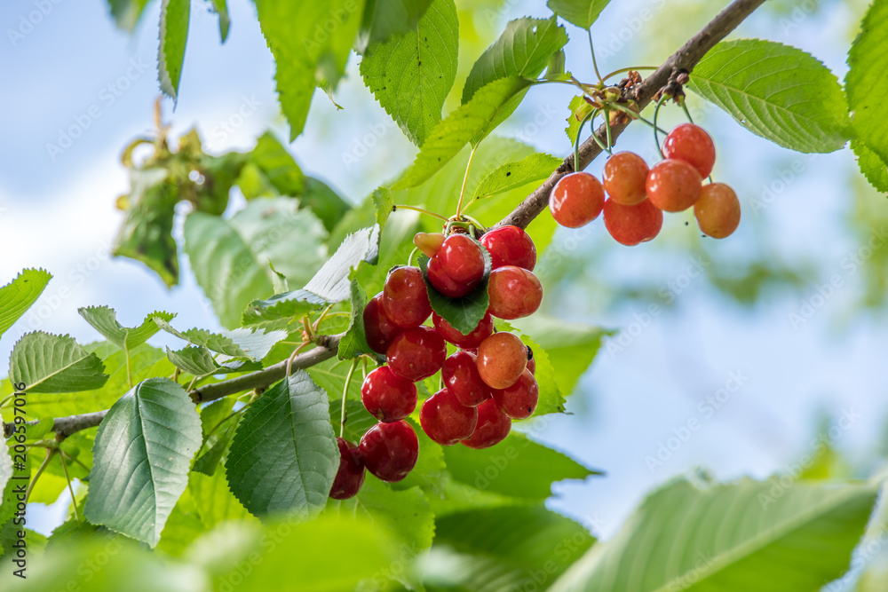 Ripe red cherry is not broken yet