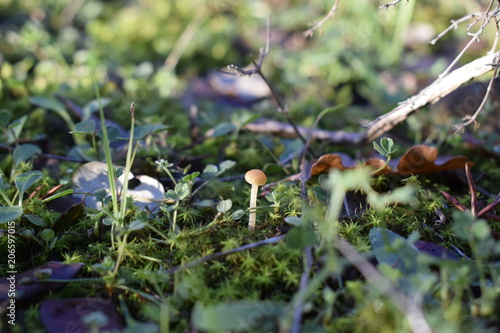 Petit champignon en croissance.
