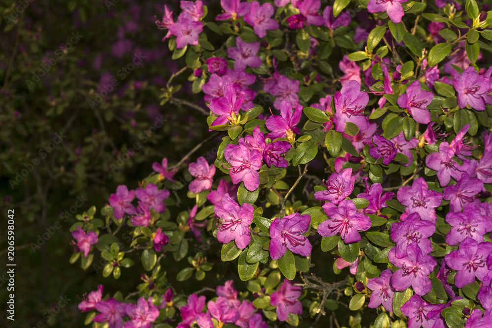 bushes of the rhododendron, ledebourii blooming with purple flowers in mountain forest in the spring..