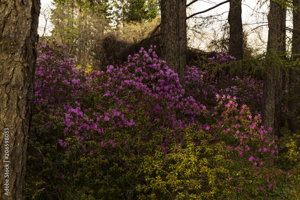 bushes of the Altai rhododendron blooming with purple flowers in mountain forest in the spring..