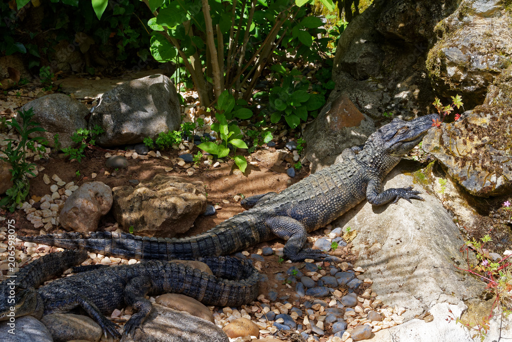 Crocodile Crocodile