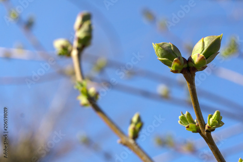barely opened spring buds with young leaves on a tree branch close up