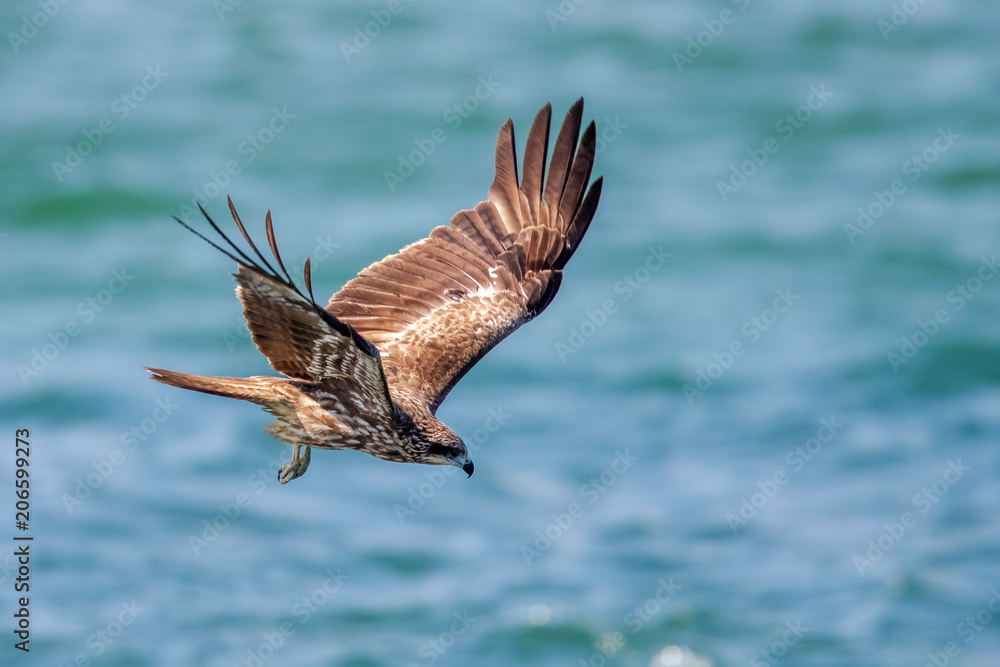 Obraz premium Black Kite (Milvus migrans) in flight