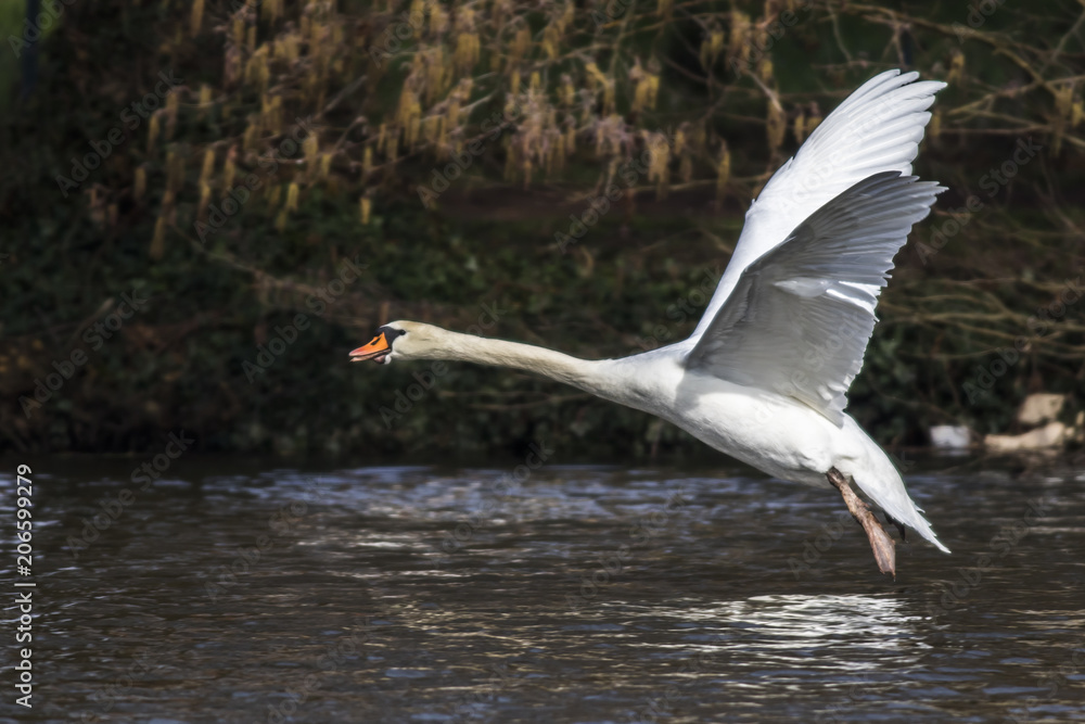 Obraz premium Höckerschwan (Cygnus olor)