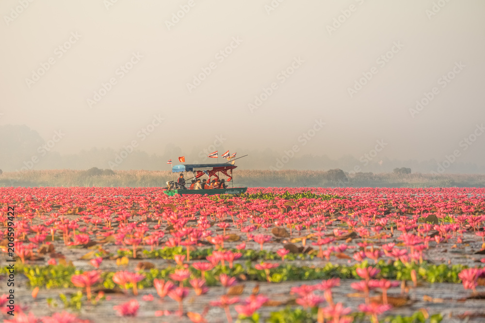 Fototapeta premium Landscape of famous red lotus sea in Thailand