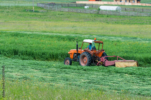 Old orange tractor cutting the grass for farm animals.
