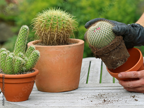Photography Cactus is repotted with black leather gloves