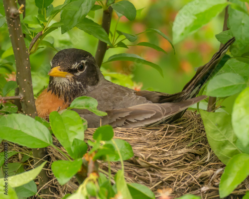 Canvas Print Female robin sitting on blue eggs in nest in tree
