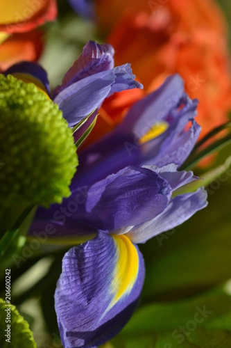bouquet flower spring red white plant color