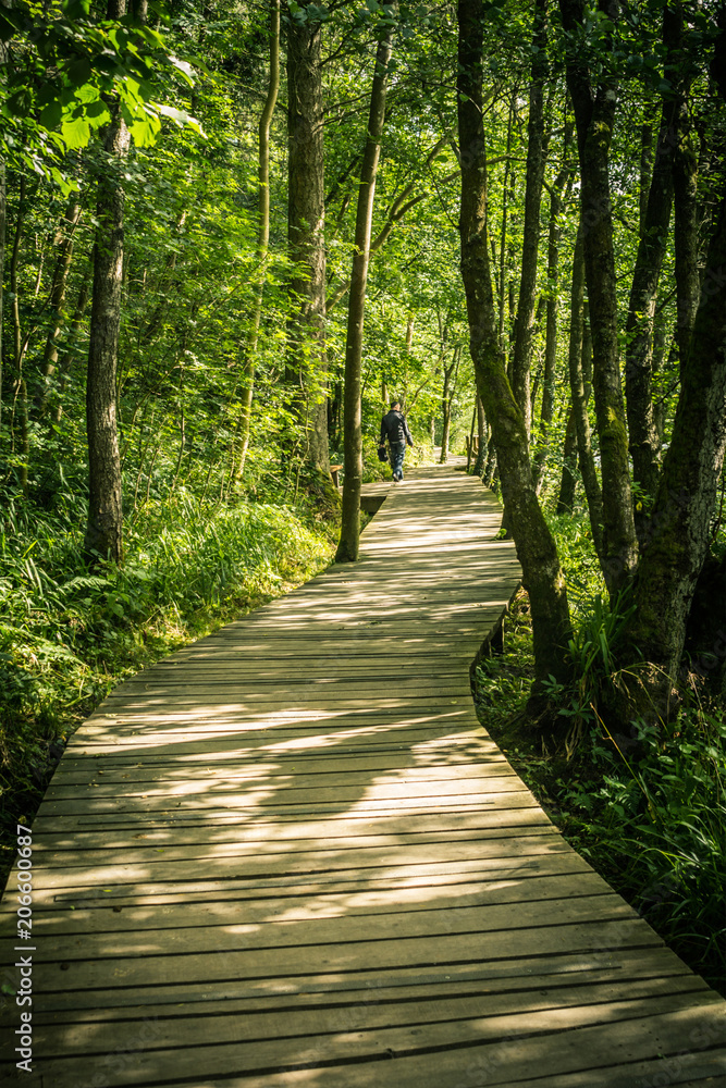 Obraz premium Wooden road in the forest of New Lanark, Scotland, UK
