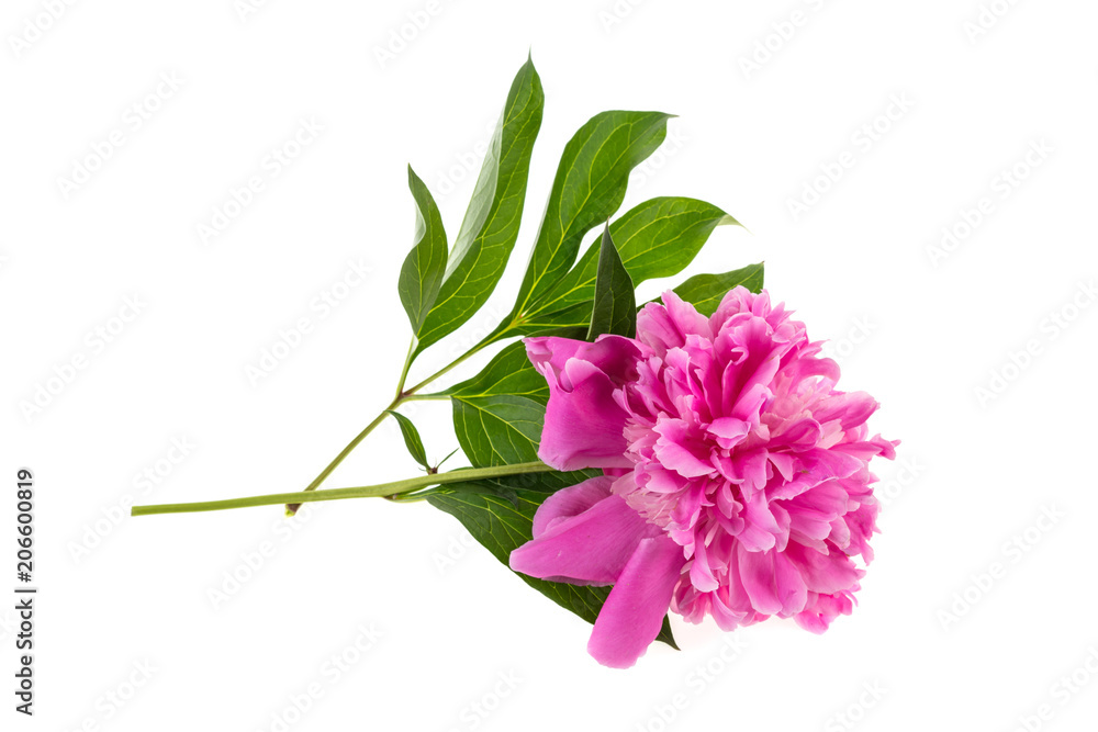 peony flower on white background peony flower on white background