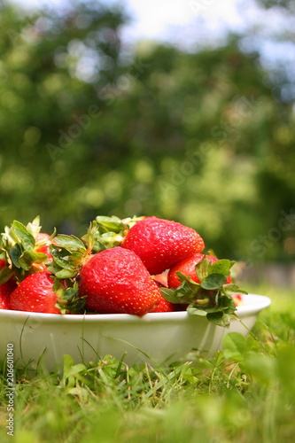 A bright yummy red strawberry harvest with leaves in a white plate on a green grass outdour in the garden for juice and smoothie cocktail backgroung photo