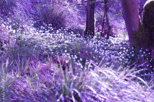 Beautiful, magical Spring flowers in the forest