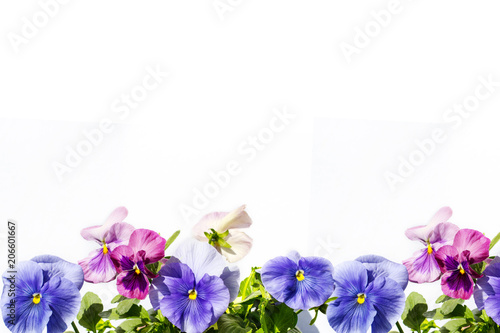 Beautiful pastel coloured pansies background on white