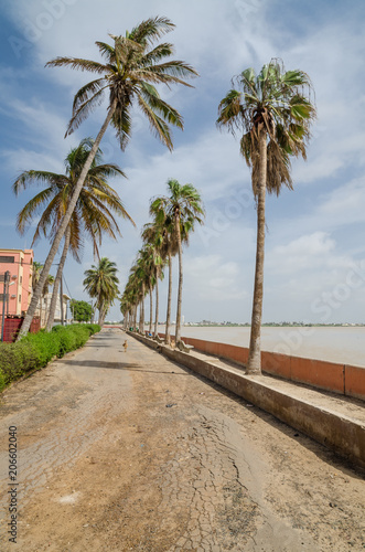 Windswept palm trees in front of low wall at the sea in St Louis, Senegal, Africa