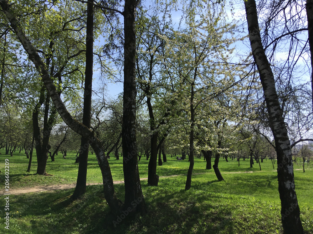 Green lawn in city park under sunny light. Green lawn with trees in park. crisply evening sun and powerful luscious green trees in the park Green lawn in city park under sunny light. Green lawn with trees in park. crisply evening sun and powerful luscious green trees in the park