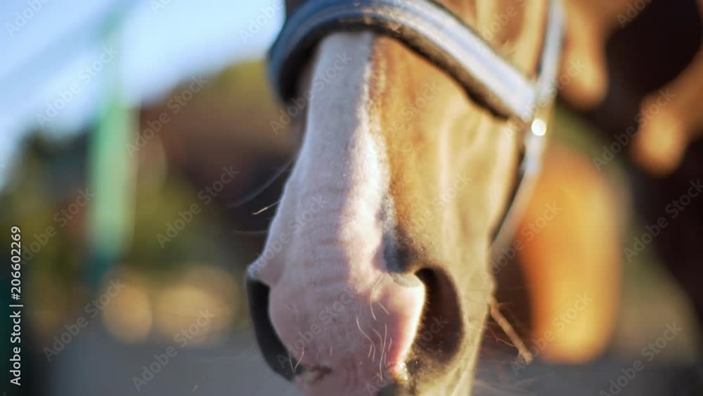 Portrait closeup of adult horse nostrils and head in bridle, brown mare standing in stable and looking at you outdoor with defocused nature background in slow motion Portrait closeup of adult horse nostrils and head in bridle, brown mare standing in stable and looking at you outdoor with defocused nature background in slow motion