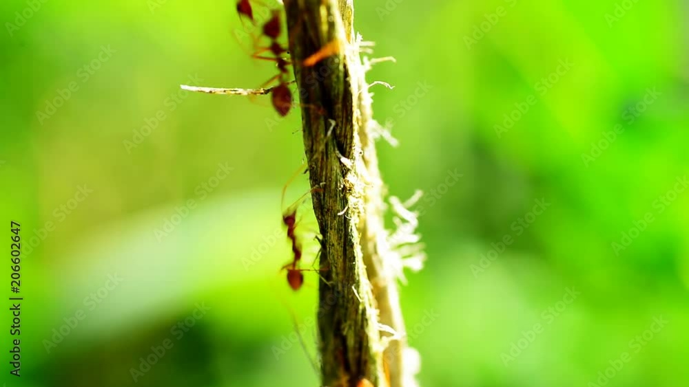 Natural green background and red ants action standing, Full HD 29.97 fps Natural green background and red ants action standing, Full HD 29.97 fps