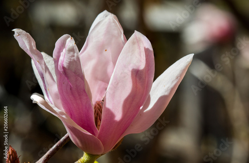 Magnolia Tree Blooming In Spring