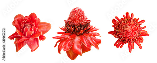 Red ginger lily flower (Etlingera elatior) tropical plant set isolated on white background, clipping path included