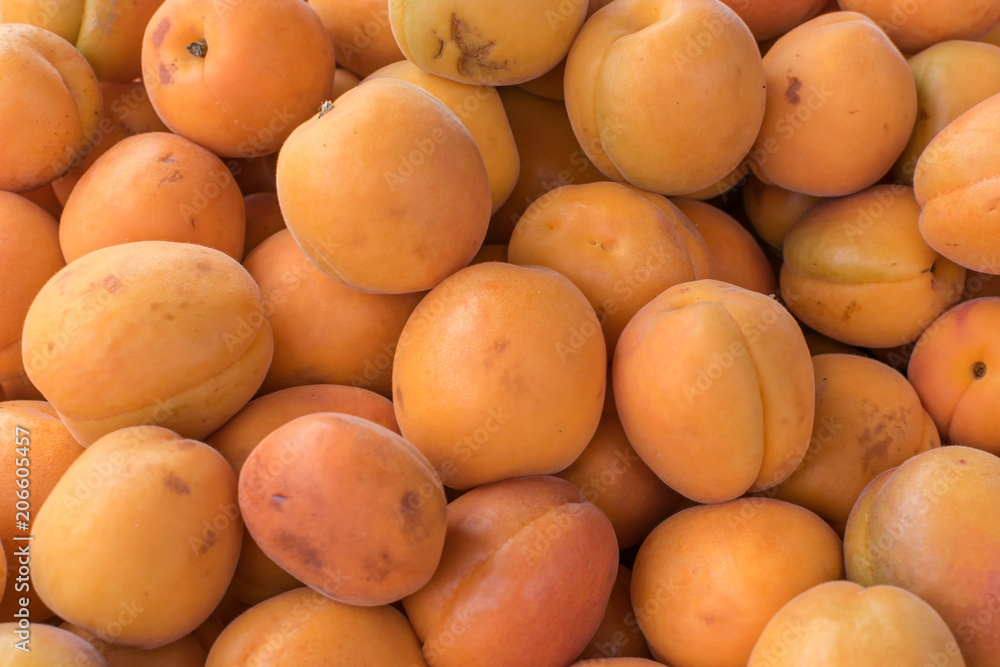 Fresh apricots directly from trees on farm to local market Fresh apricots directly from trees on farm to local market