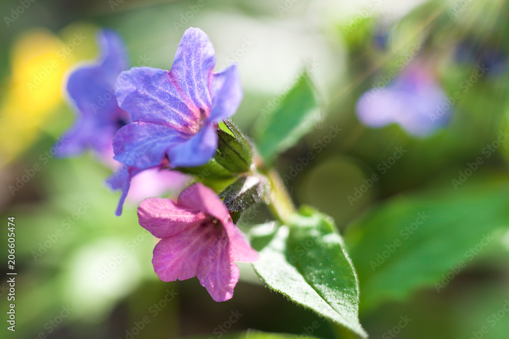 Beautiful wild flowers in the forest spring Beautiful wild flowers in the forest spring