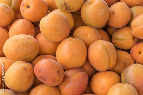 Fresh apricots directly from trees on farm to local market