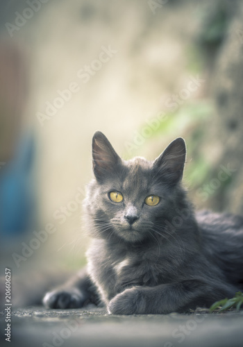 Chat gris © Marc Andreu