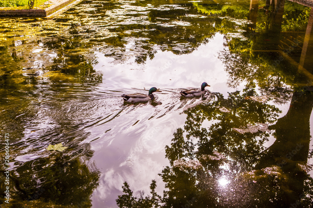 patos en el estanque