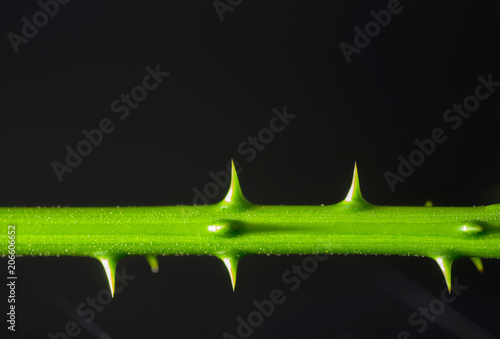 The branches are spiky pitched on a black background. photo