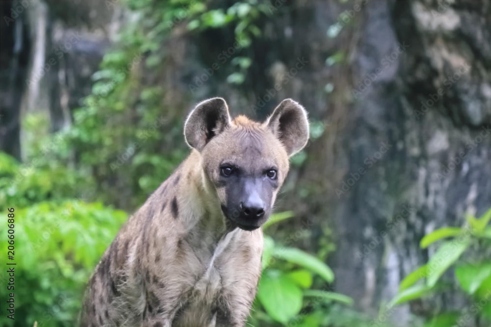 Spotted hyenas may kill as many as 95% of the animals they eat, while striped hyenas are largely scavengers. Spotted hyenas may kill as many as 95% of the animals they eat, while striped hyenas are largely scavengers.