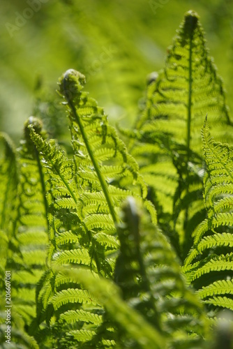 Fern